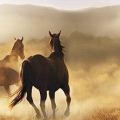 Кухонный фартук Фауна 032 МДФ матовый (3000) Fauna в Соликамске - solikamsk.mebel24.online | фото