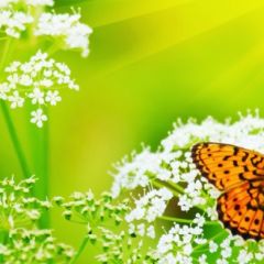 Кухонный фартук Фауна 036 МДФ матовый (3000) Fauna в Соликамске - solikamsk.mebel24.online | фото