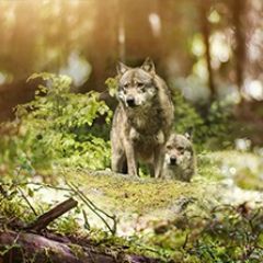 Кухонный фартук Фауна 047 МДФ матовый (3000) Fauna в Соликамске - solikamsk.mebel24.online | фото