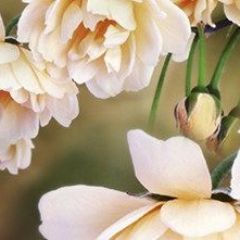 Кухонный фартук Цветы 066 МДФ матовый (3000) Flowers в Соликамске - solikamsk.mebel24.online | фото