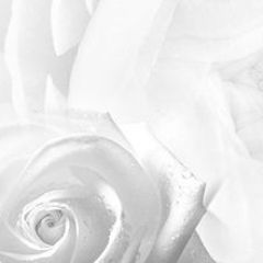 Кухонный фартук Цветы 217 МДФ матовый (3000) Flowers в Соликамске - solikamsk.mebel24.online | фото