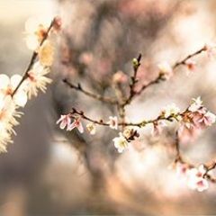 Кухонный фартук Цветы 317 МДФ матовый (3000) Flowers в Соликамске - solikamsk.mebel24.online | фото