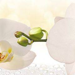 Кухонный фартук Цветы 328 МДФ матовый (3000) Flowers в Соликамске - solikamsk.mebel24.online | фото